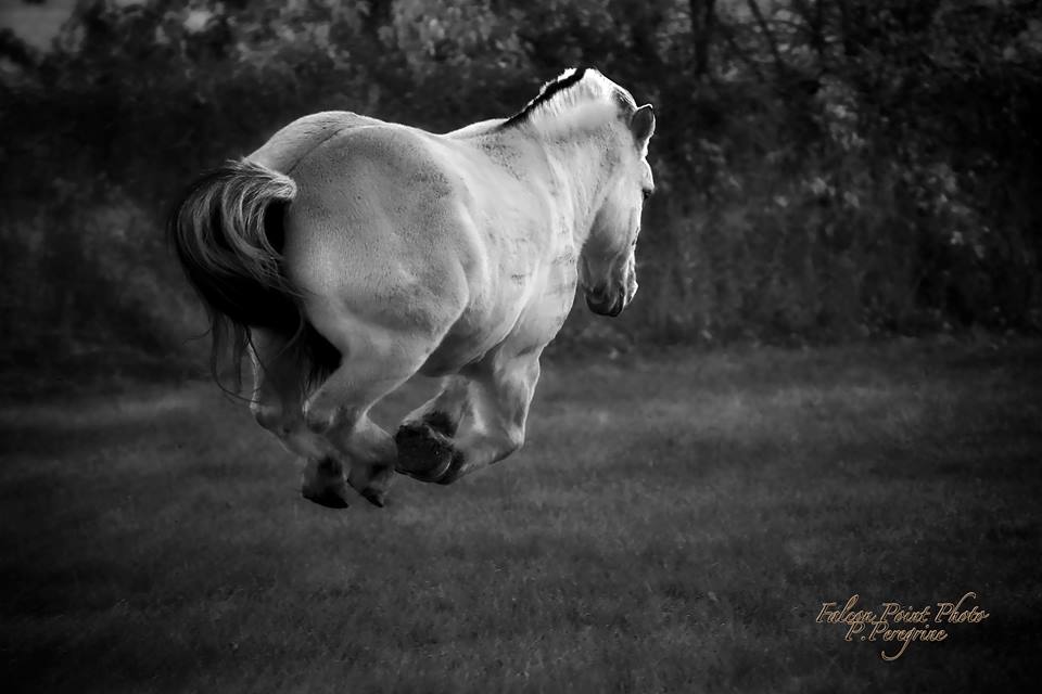 Horse uljar spear - Chiropractic for Animals