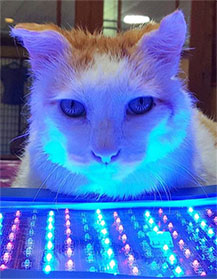 catlight